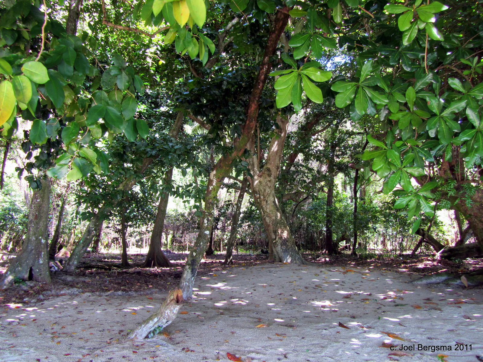 2011-01-14 Ulong Island for lunch (13).JPG