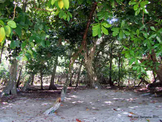 2011-01-14 Ulong Island for lunch (13).JPG
