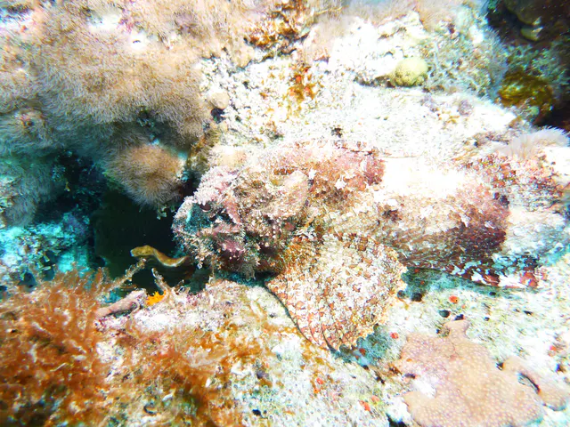 Underwater photograph by Joel Bergsma