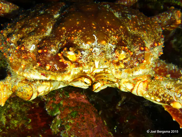 Underwater photograph by Joel Bergsma
