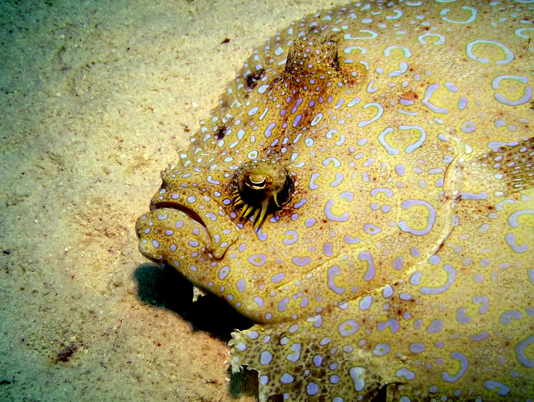 Flounder, Bonaire, 2013