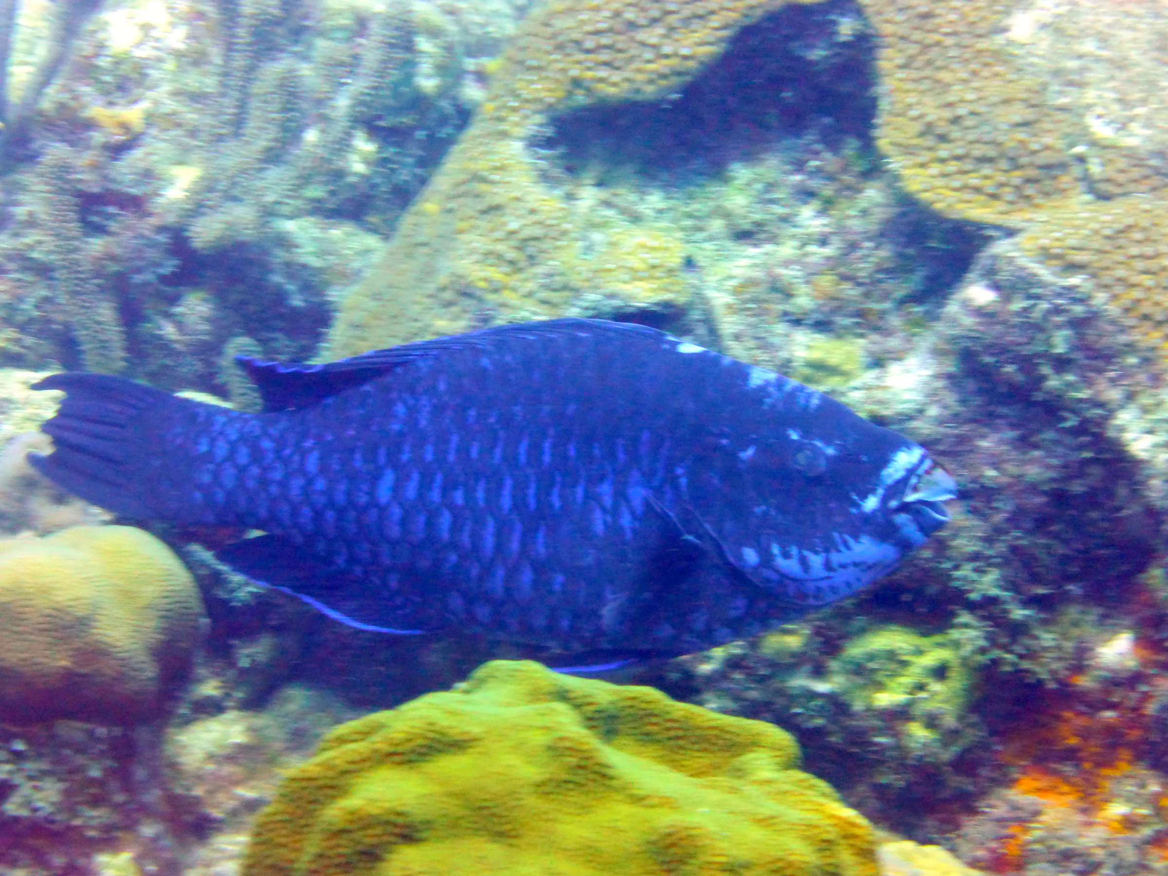 Parrotfish, Bonaire, 2013