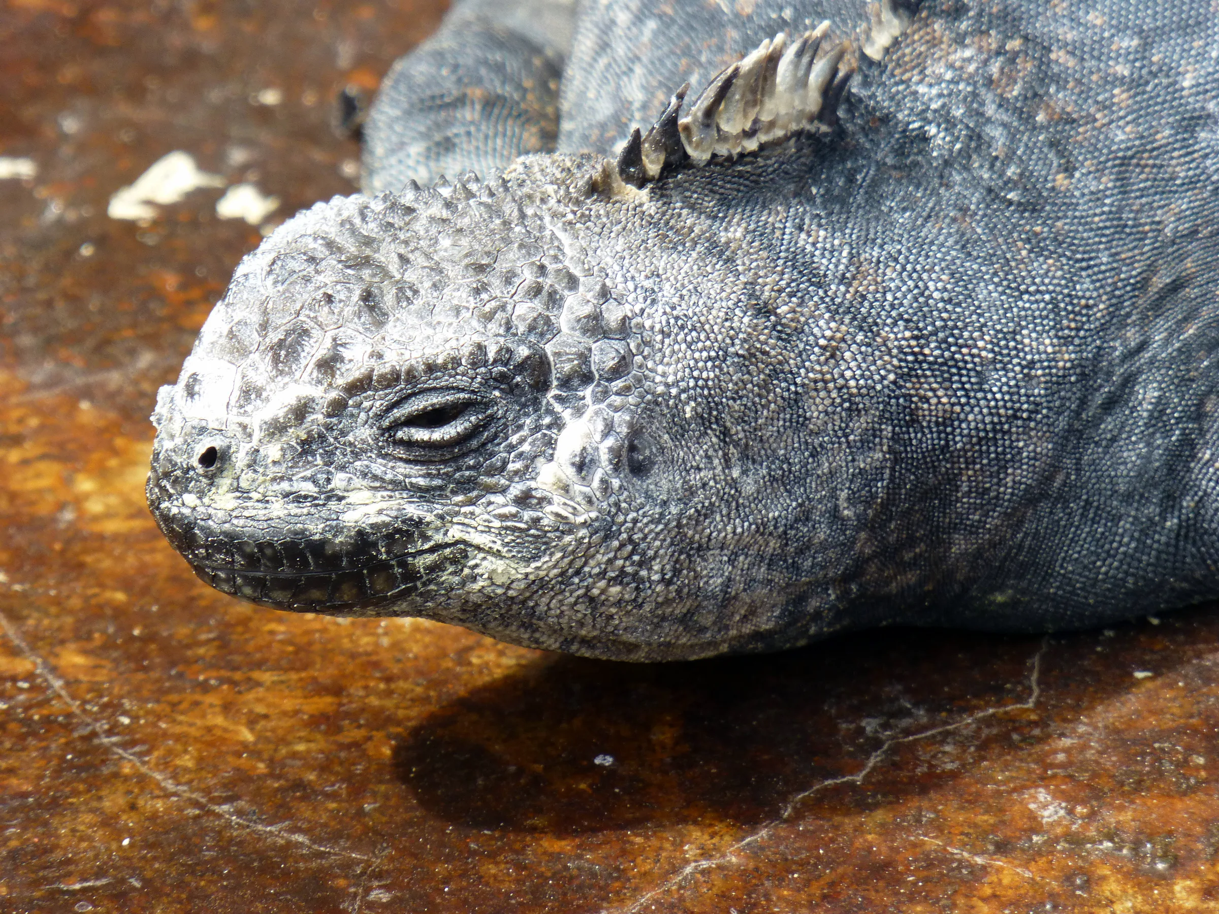 Marine Iguana (endemic species). Warming itself on the outdoor deck of the Lodge.