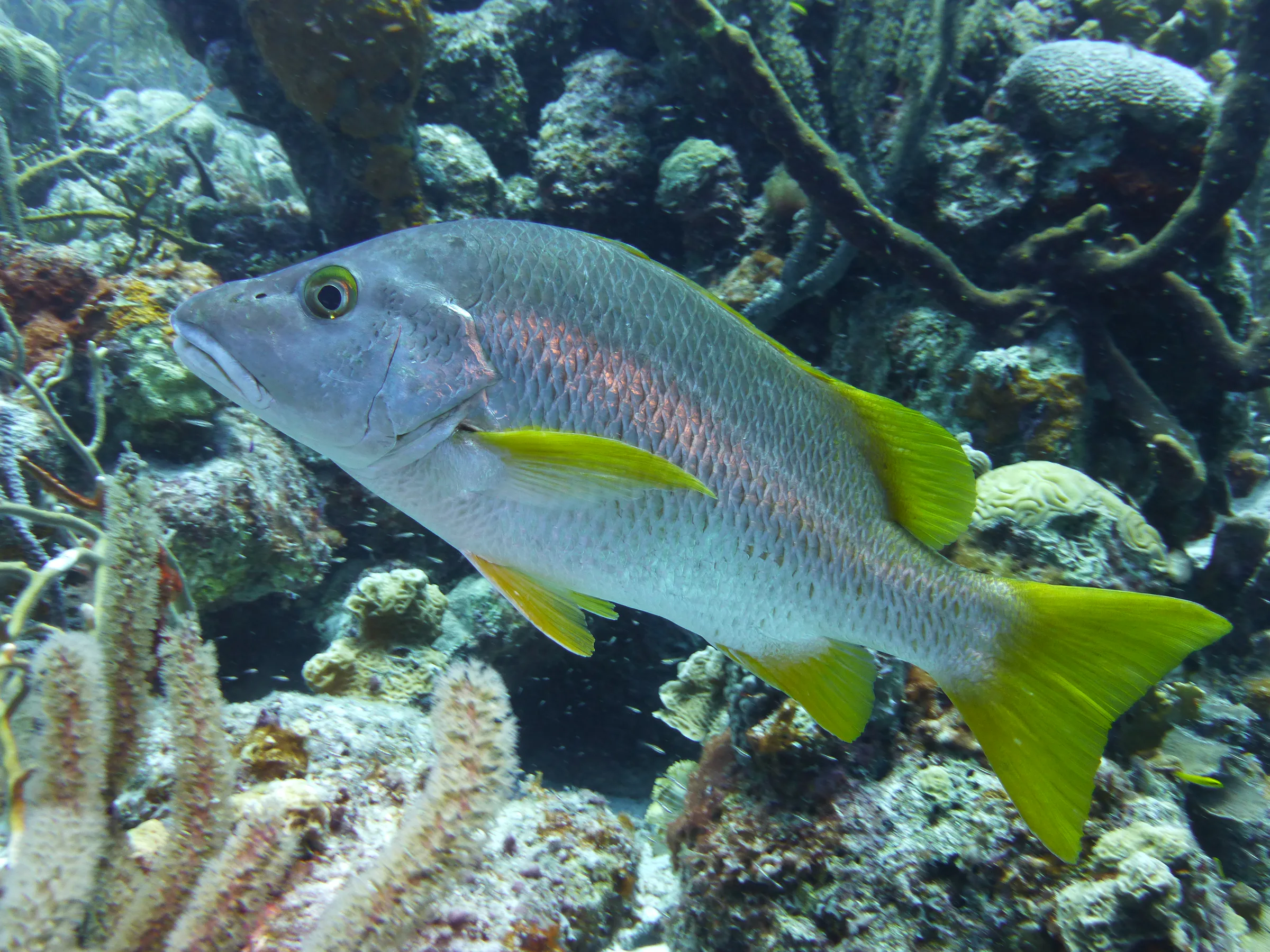 Schoolmaster Snapper, Bonaire, 2013
