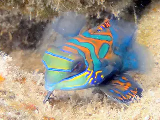 Mandarinfish. See Gerald Allen, et al, Reef Fish Identification - Tropical Pacific (2003) at page 289.