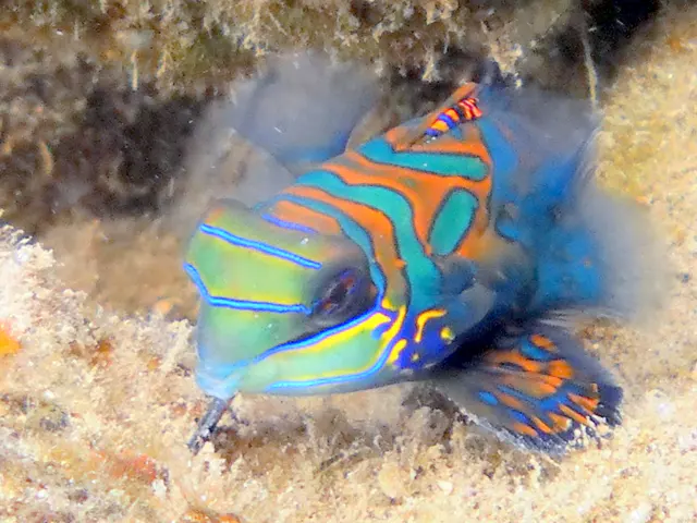 Mandarinfish. See Gerald Allen, et al, Reef Fish Identification - Tropical Pacific (2003) at page 289.