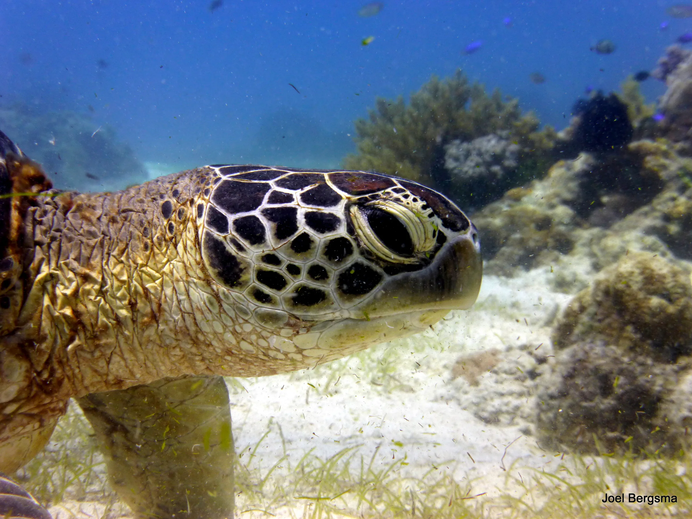 Green Sea Turtle, Philippines, 2017