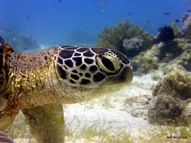 Underwater photograph by Joel Bergsma