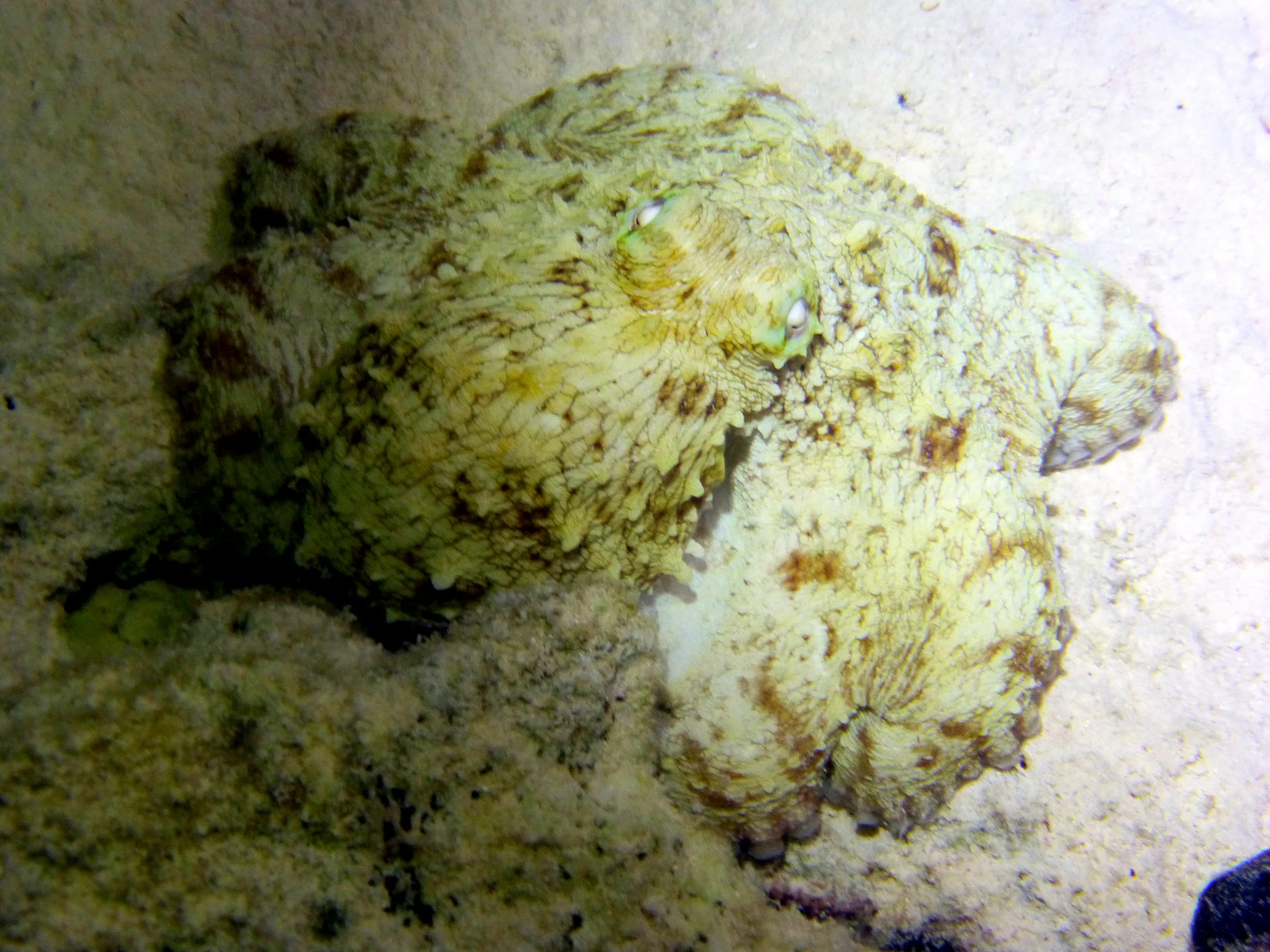 Octopus, Bonaire, 2013