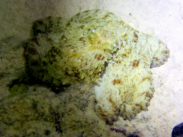 Underwater photograph by Joel Bergsma