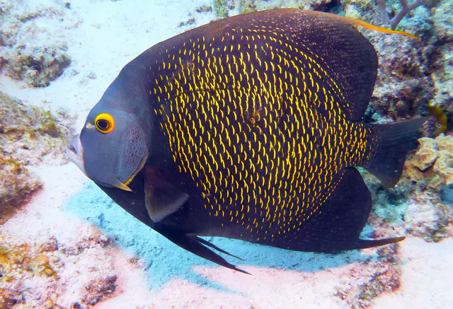Underwater photograph by Joel Bergsma