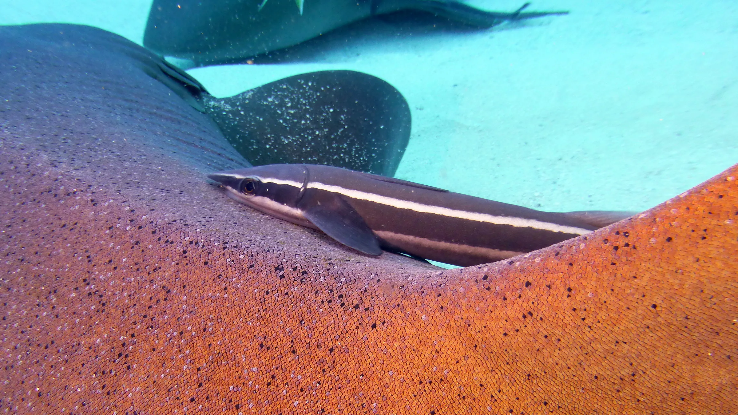 Nurse Shark, Belize, 2017