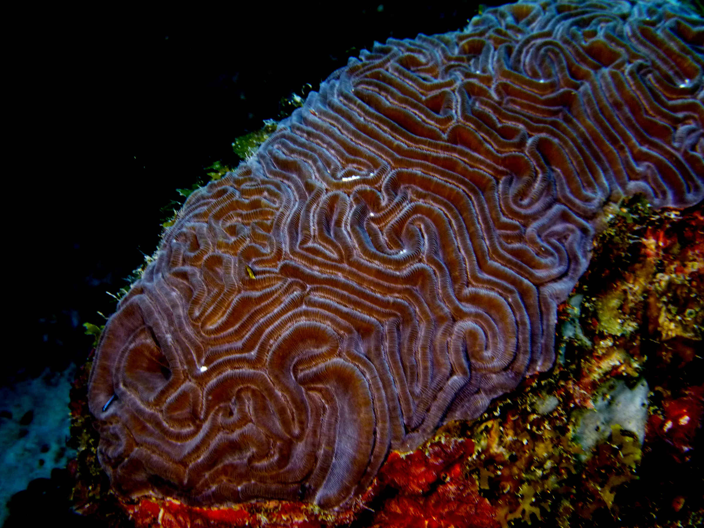 Belize underwater photograph, 2017