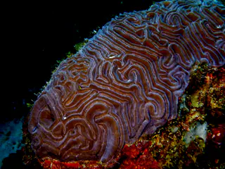 Underwater photograph by Joel Bergsma
