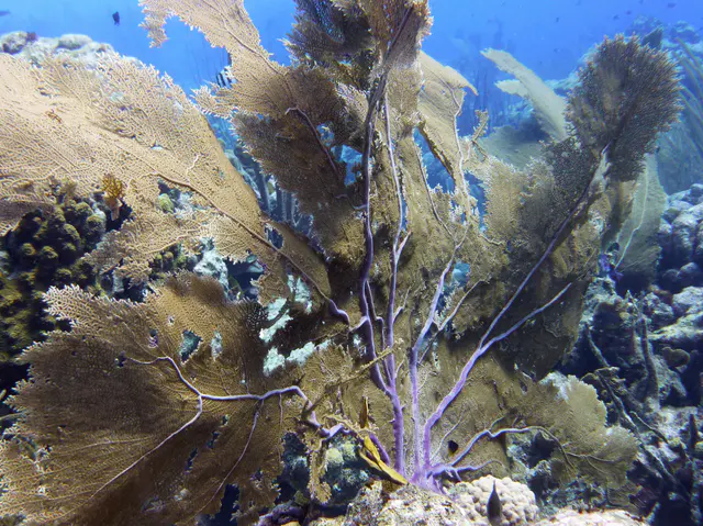 Underwater photograph by Joel Bergsma