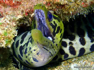 Underwater photograph by Joel Bergsma