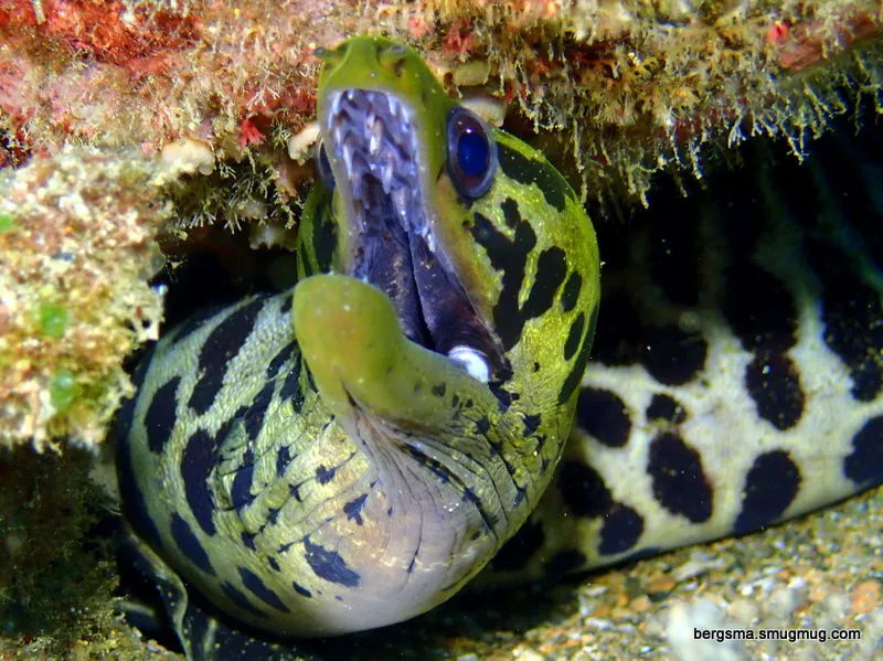 Green Moray Eel, Philippines, 2019