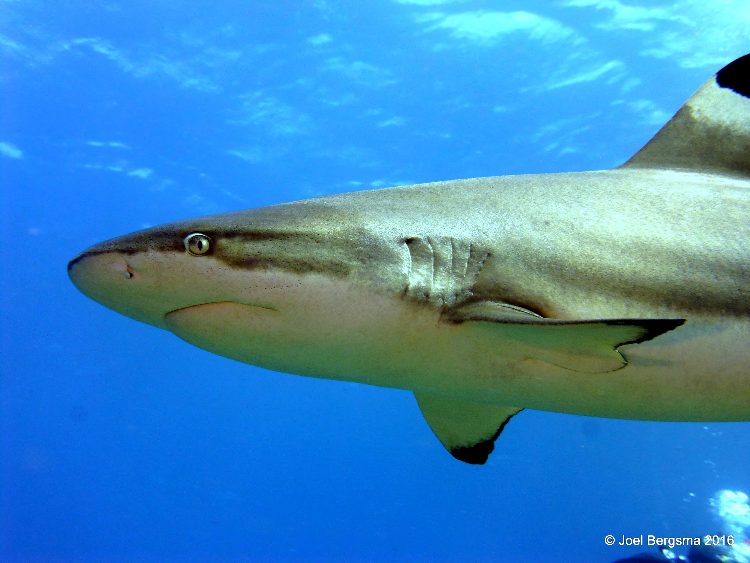 Shark, Yap, 2016