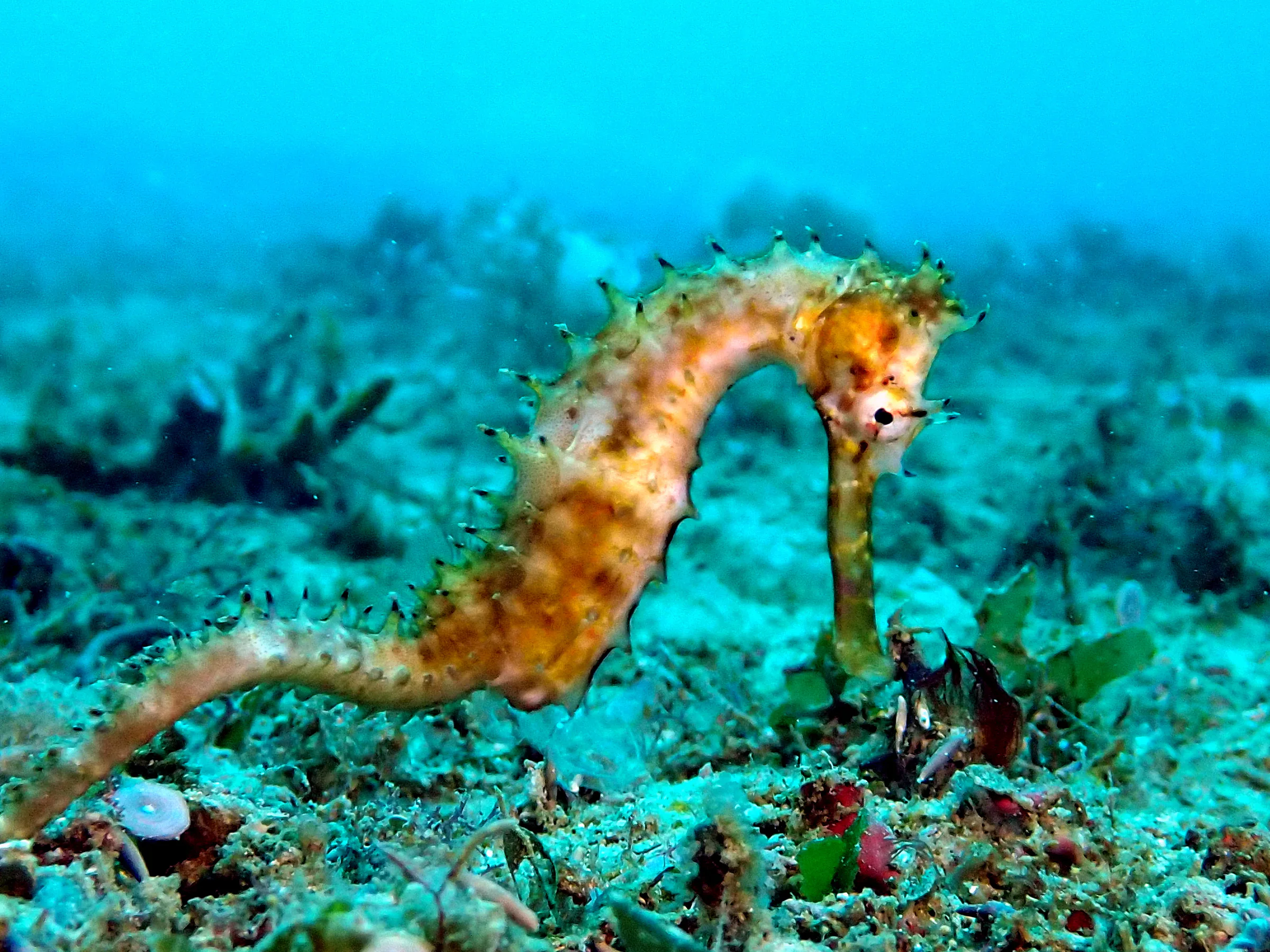 Philippines underwater photograph, 2024