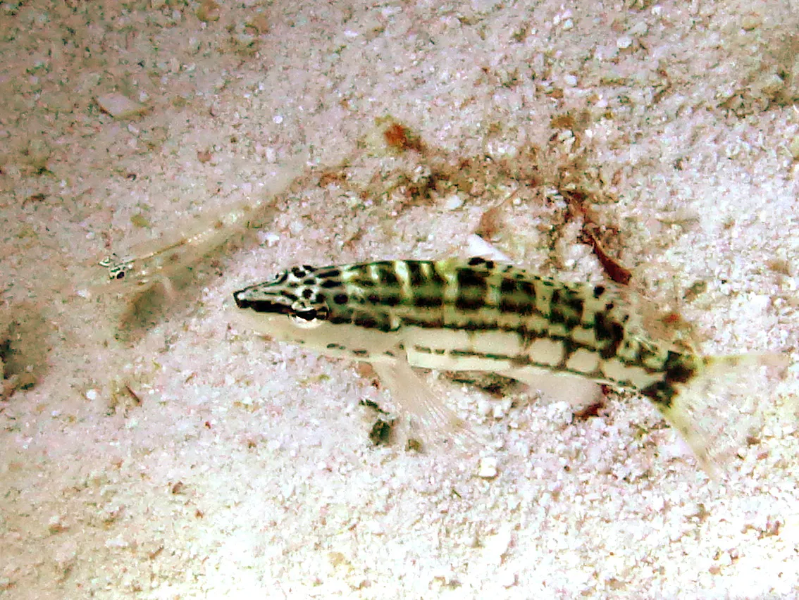 Wrasse, Bonaire, 2013