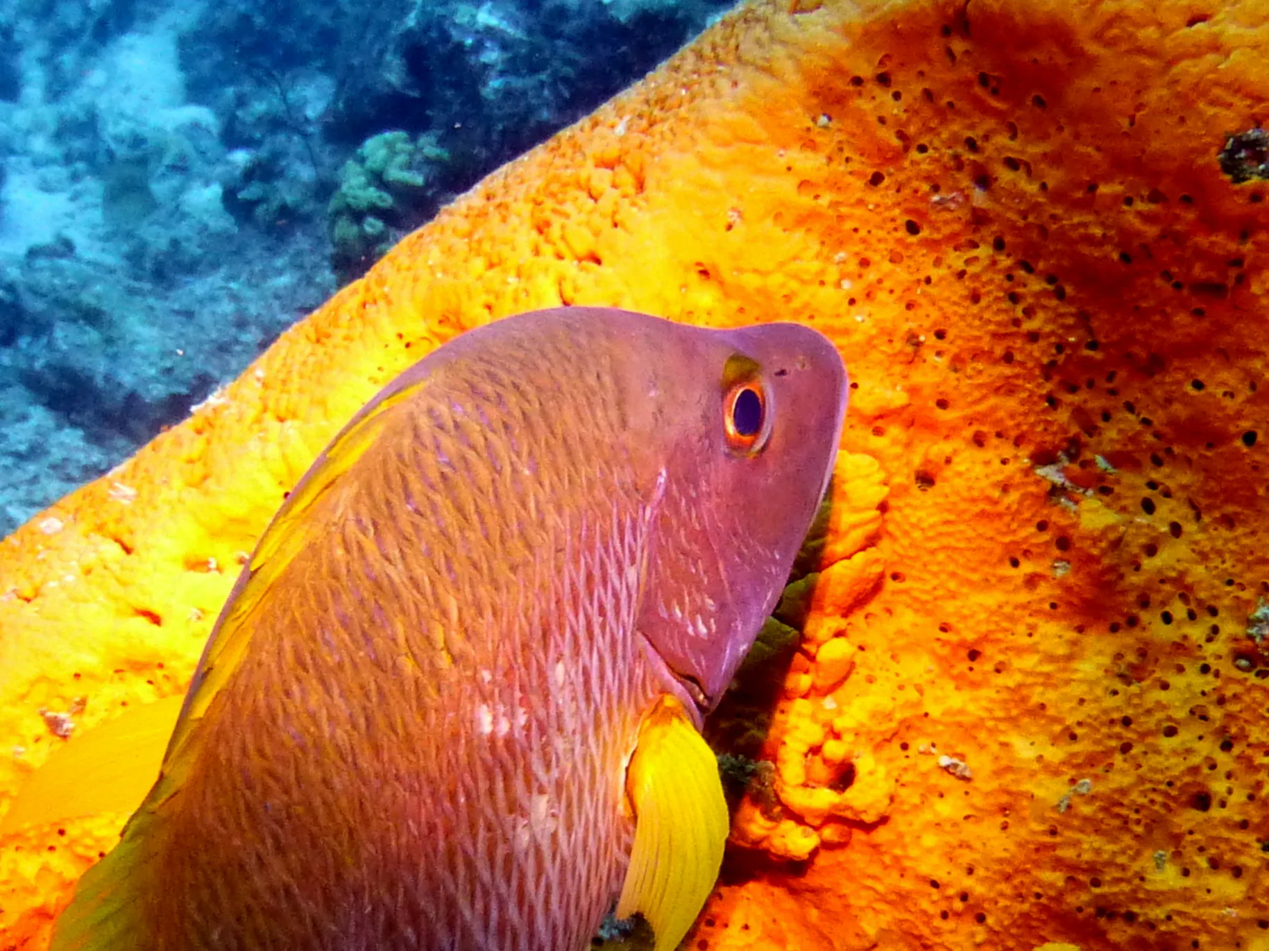 Schoolmaster Snapper, Bonaire, 2013