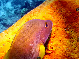 Underwater photograph by Joel Bergsma