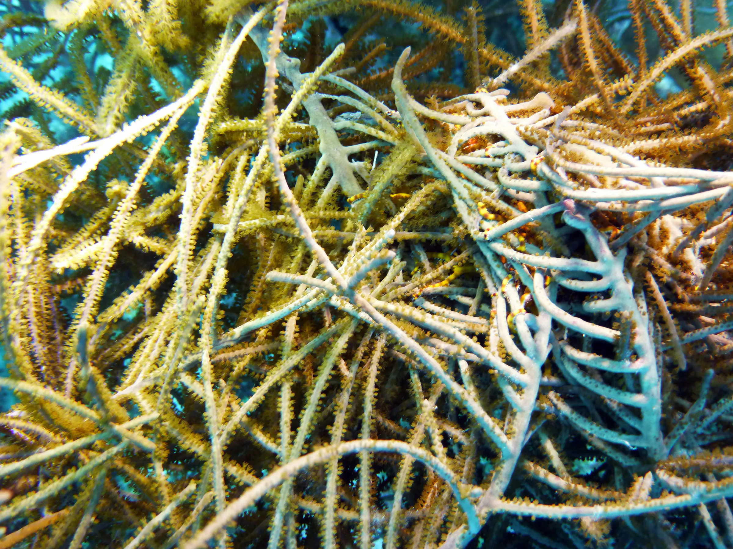 Worm, Bonaire, 2013