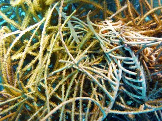 Underwater photograph by Joel Bergsma