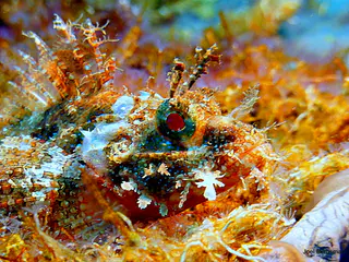 Underwater photograph by Joel Bergsma