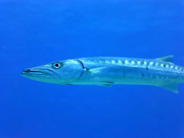Underwater photograph by Joel Bergsma