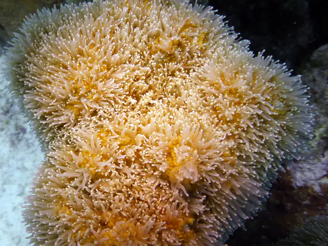 Underwater photograph by Joel Bergsma