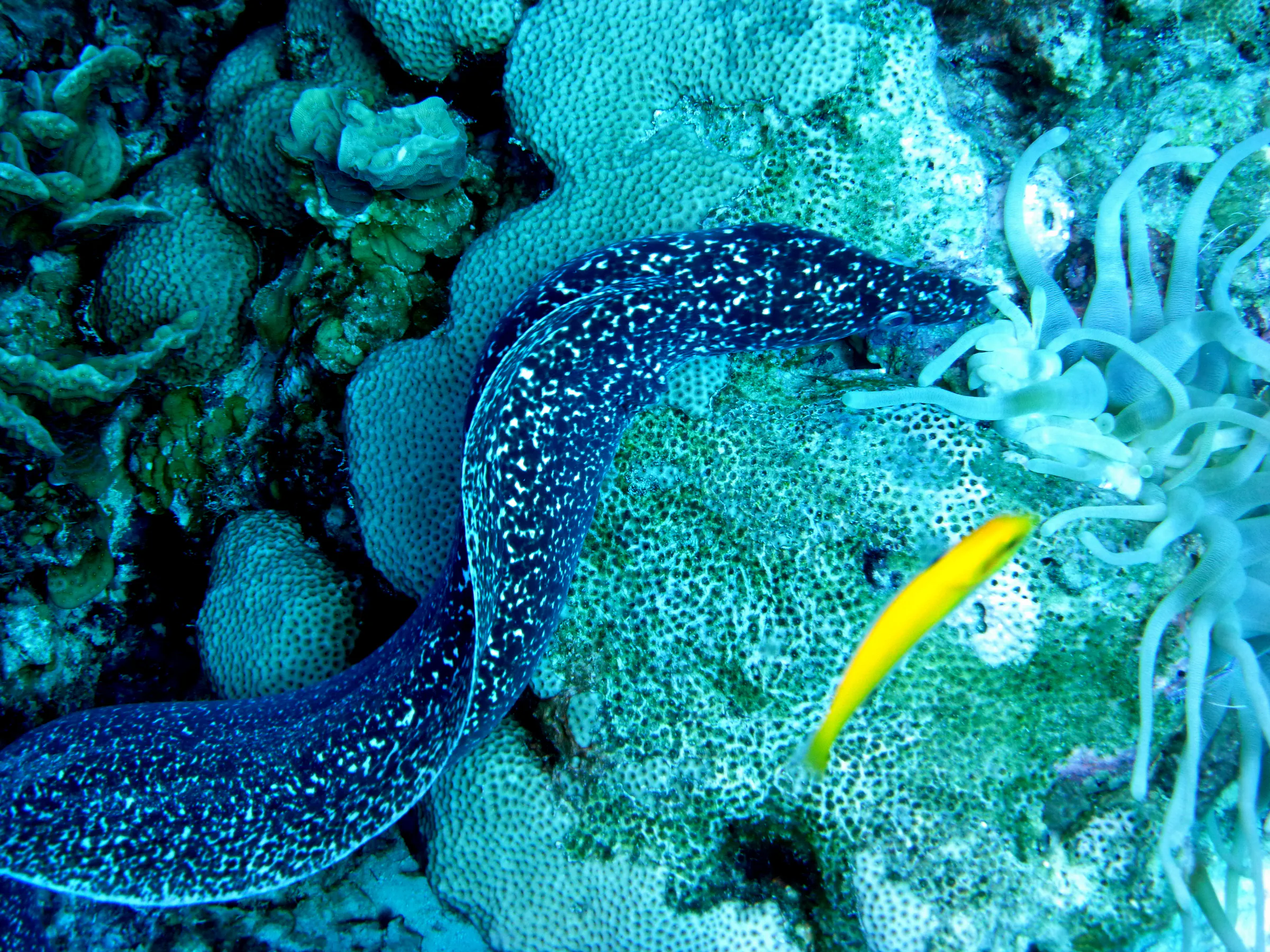 Spotted Moray Eel, Bonaire, 2013
