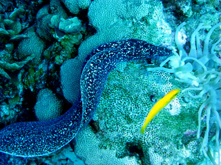 Underwater photograph by Joel Bergsma