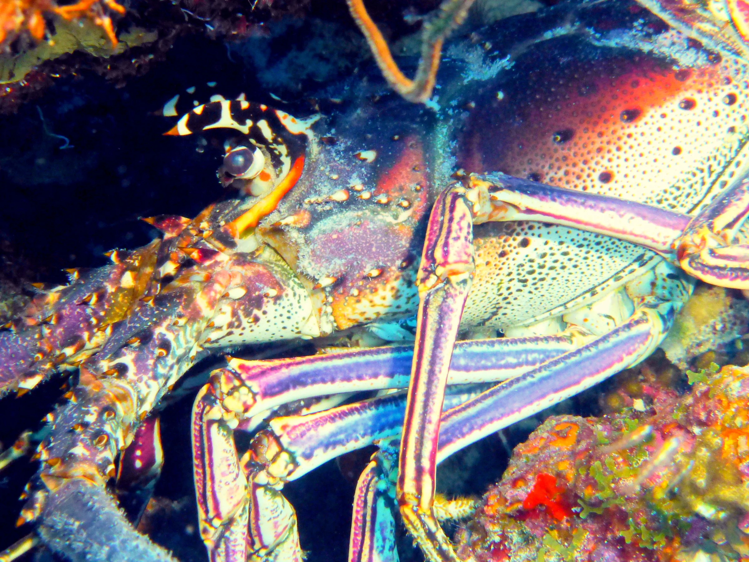 Lobster, Bonaire, 2013