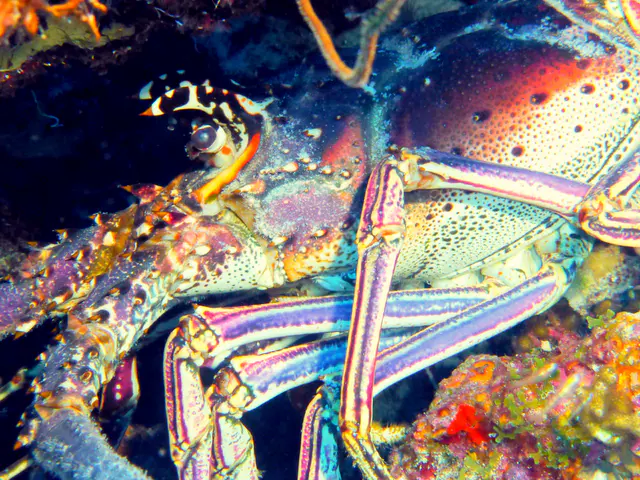 Underwater photograph by Joel Bergsma