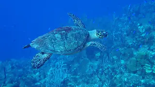 Hawksbill Turtle