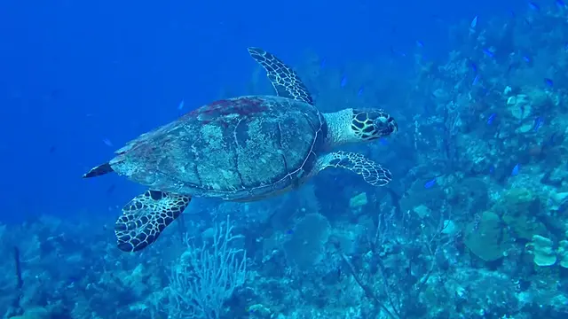 Hawksbill Turtle