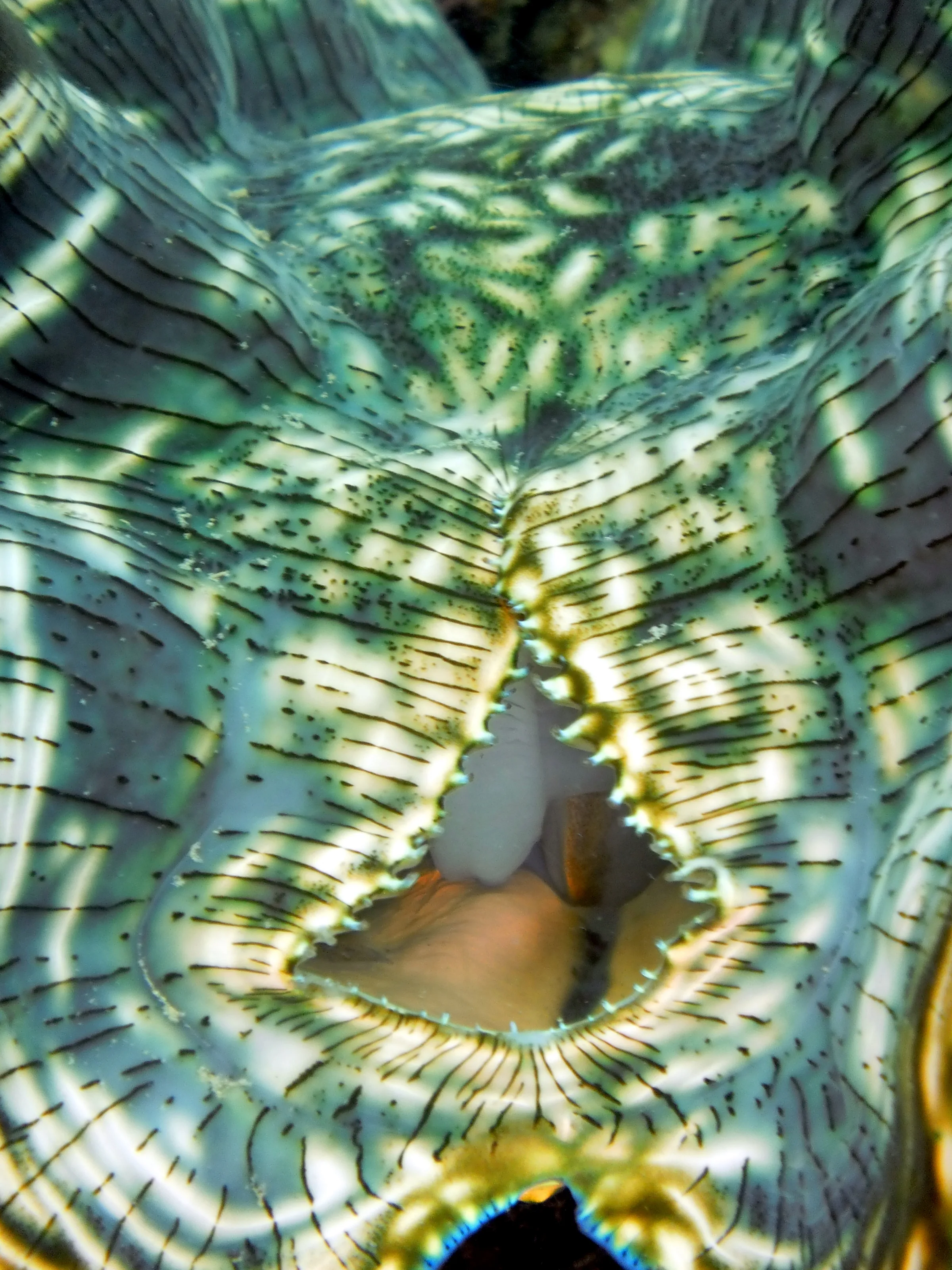Peering into the body of a clam at rest along Sam's Wall.   "Clams feed on plankton by filter feeding. Clams filter feed by drawing in water containing food using an incurrent siphon. The food is then filtered out of the water by the gills and swept toward the mouth on a layer of mucus. The water is then expelled from the animal by an excurrent siphon." [Wikipedia 2011.]