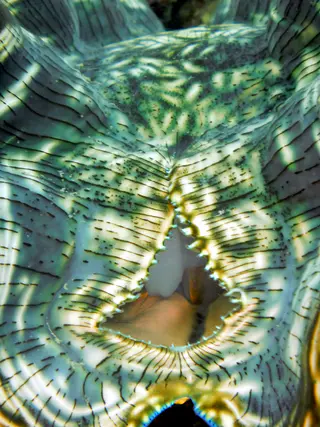 Peering into the body of a clam at rest along Sam's Wall.   "Clams feed on plankton by filter feeding. Clams filter feed by drawing in water containing food using an incurrent siphon. The food is then filtered out of the water by the gills and swept toward the mouth on a layer of mucus. The water is then expelled from the animal by an excurrent siphon." [Wikipedia 2011.]