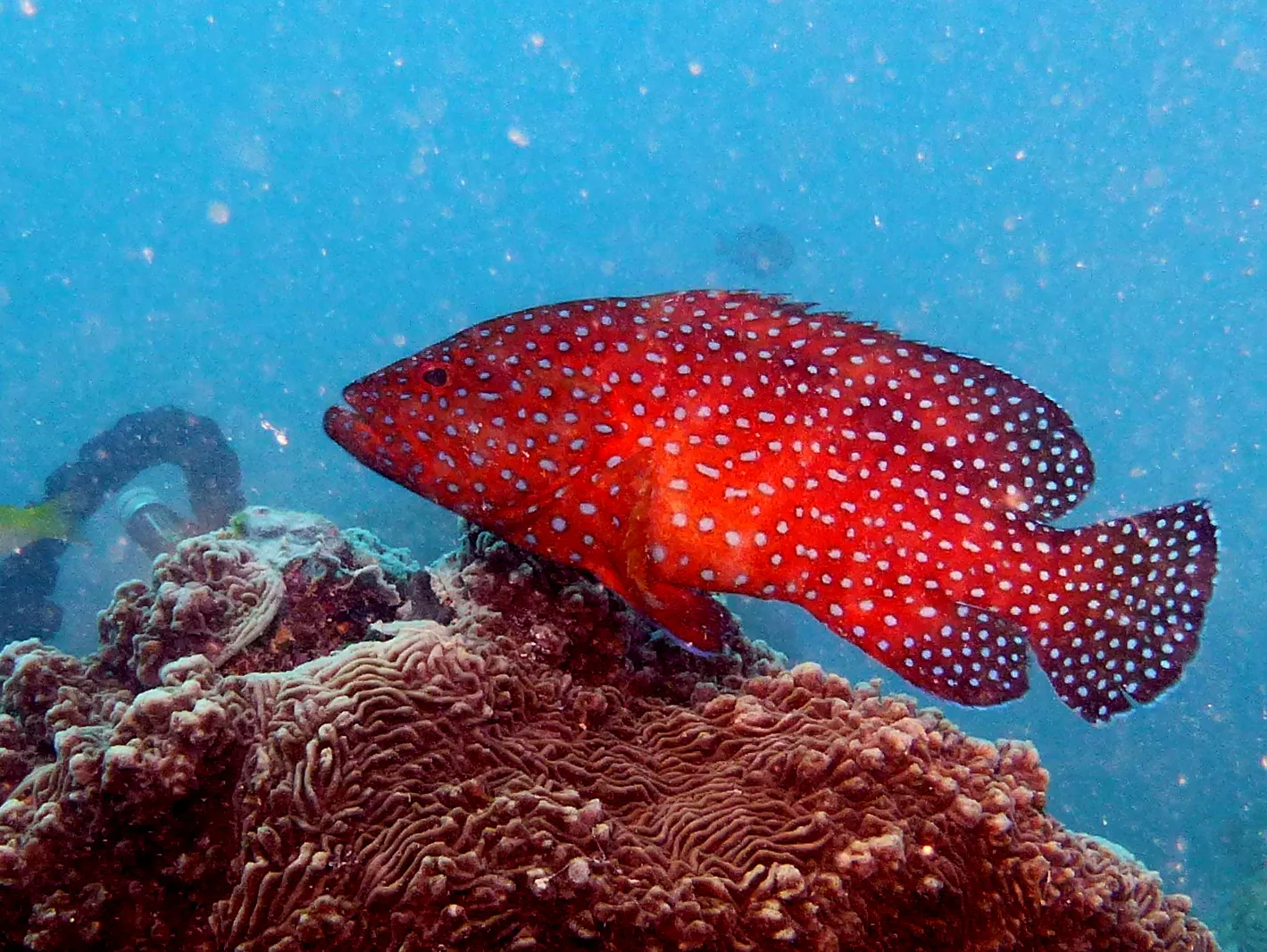 Palau underwater photograph, 2013