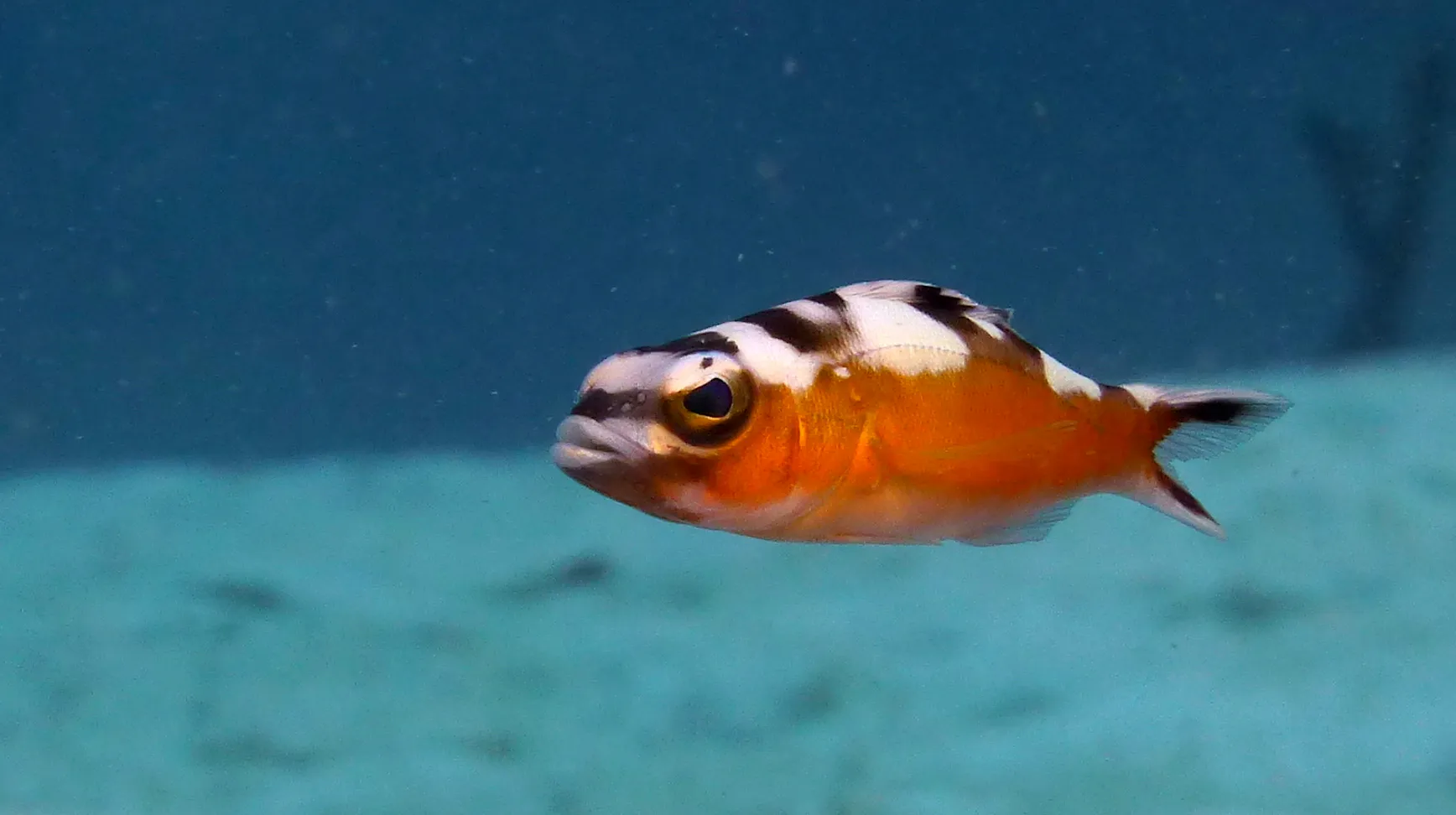 Tobaccofish, Belize, 2017