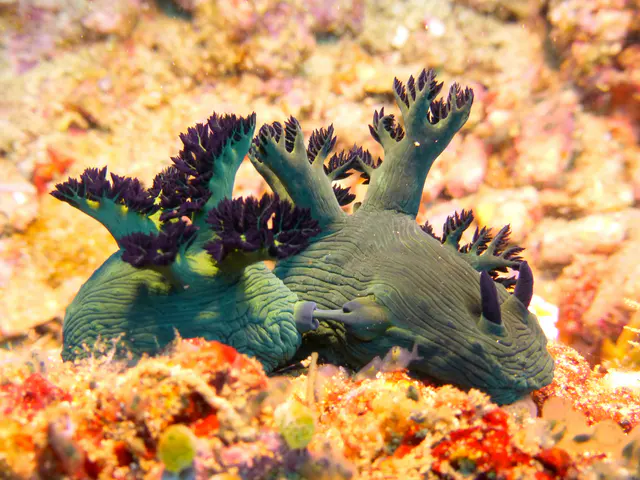 Underwater photograph by Joel Bergsma
