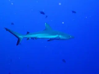 Whitetip Shark with full tailfin.