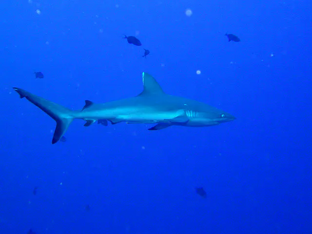 Whitetip Shark with full tailfin.
