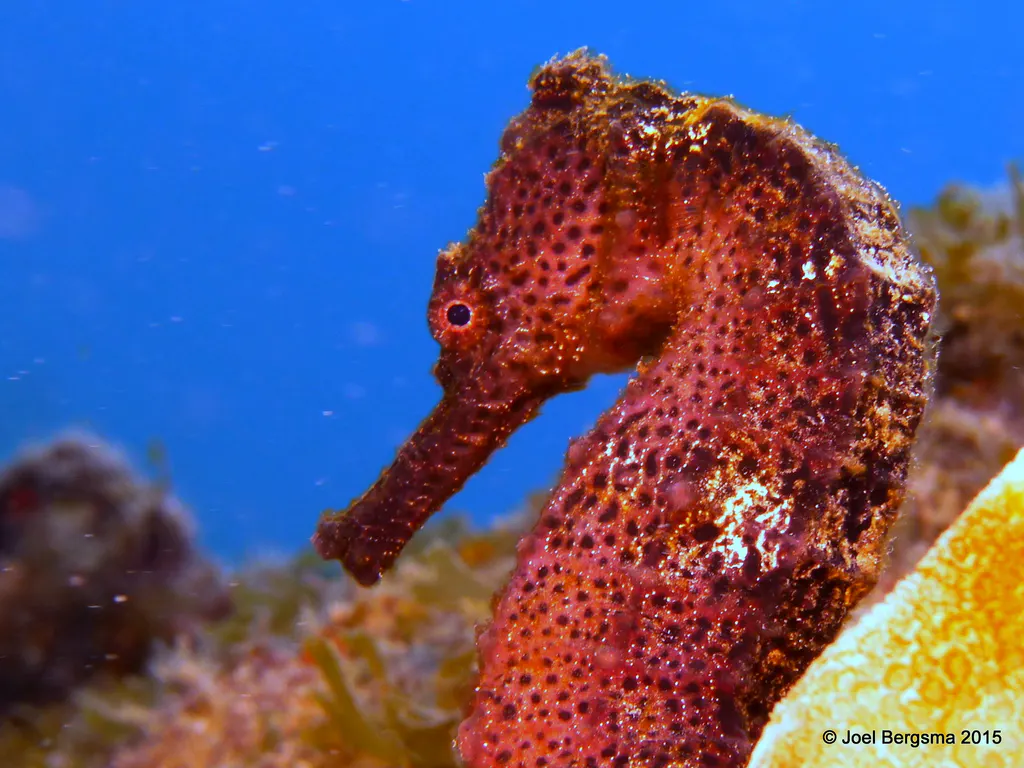 Underwater photograph by Joel Bergsma