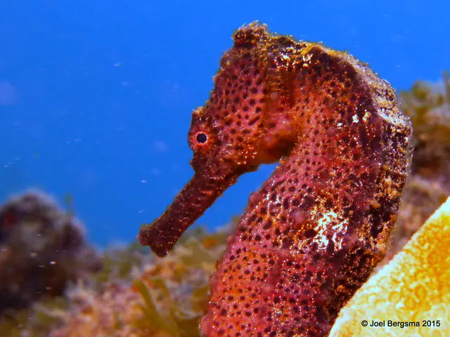 Underwater photograph by Joel Bergsma