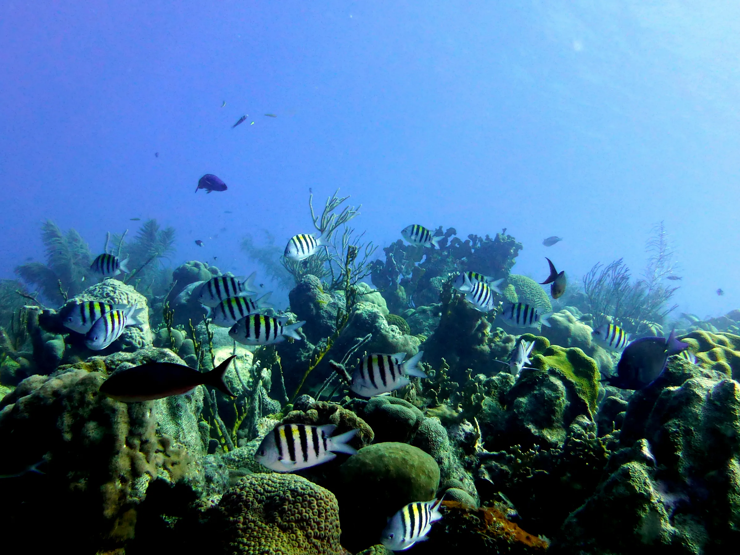 Sergeant Major, Bonaire, 2013