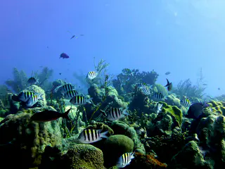 Underwater photograph by Joel Bergsma
