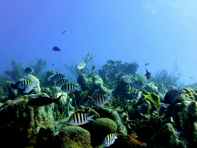Underwater photograph by Joel Bergsma
