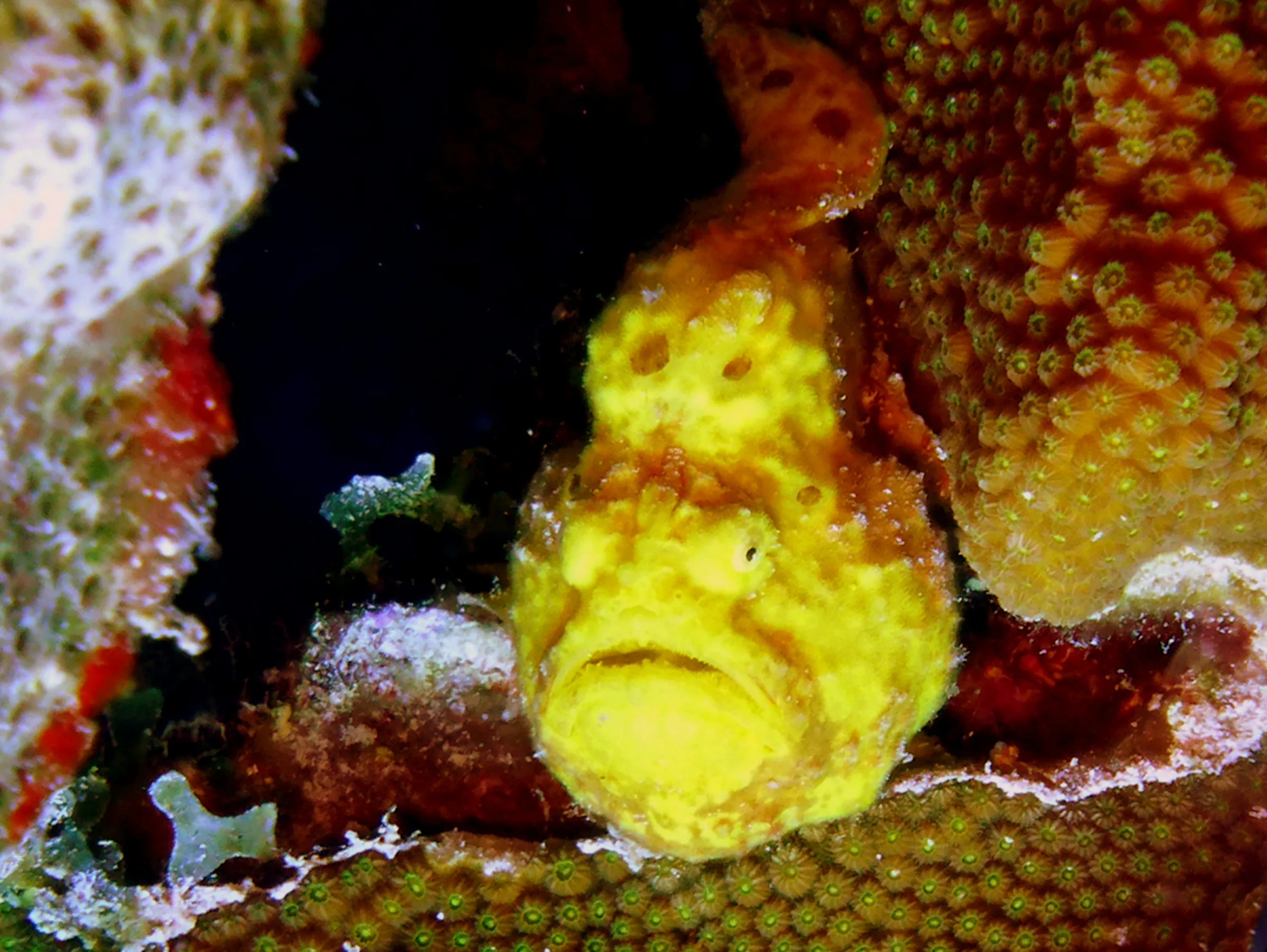 Frogfish, Bonaire, 2013